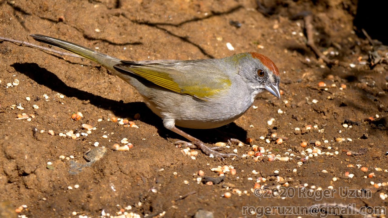 HDObservations : Green-Tailed Towhee (4K UHD)