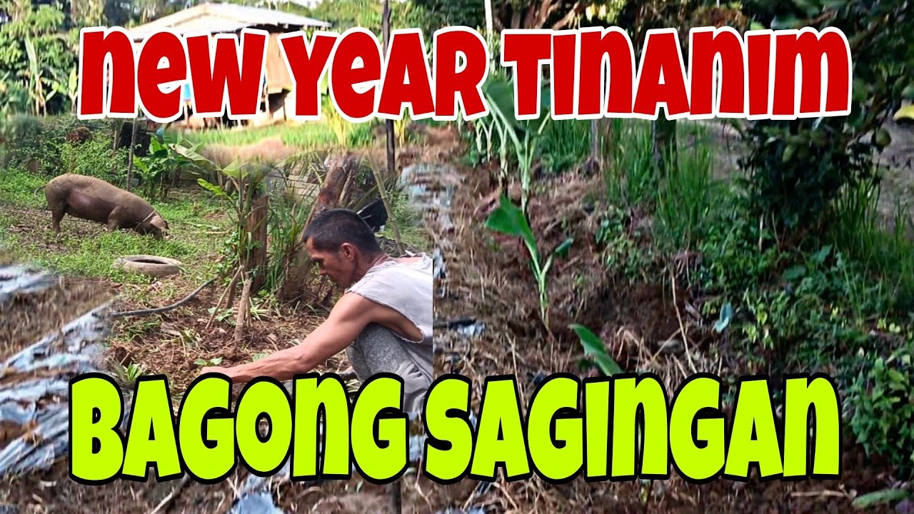 New Year sa Bukid|Planting Lakatan and Saba Banana
