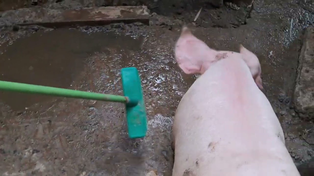 mga baboy kung pasaway mas pasaway pa sa akin eh🤣🤣