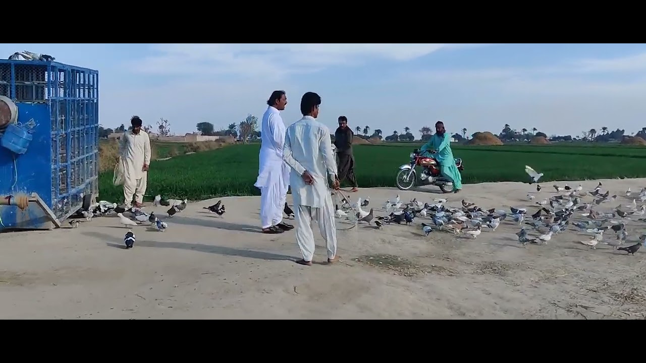 aaj ka Mukabala kabutar Bazi ka Jabardast