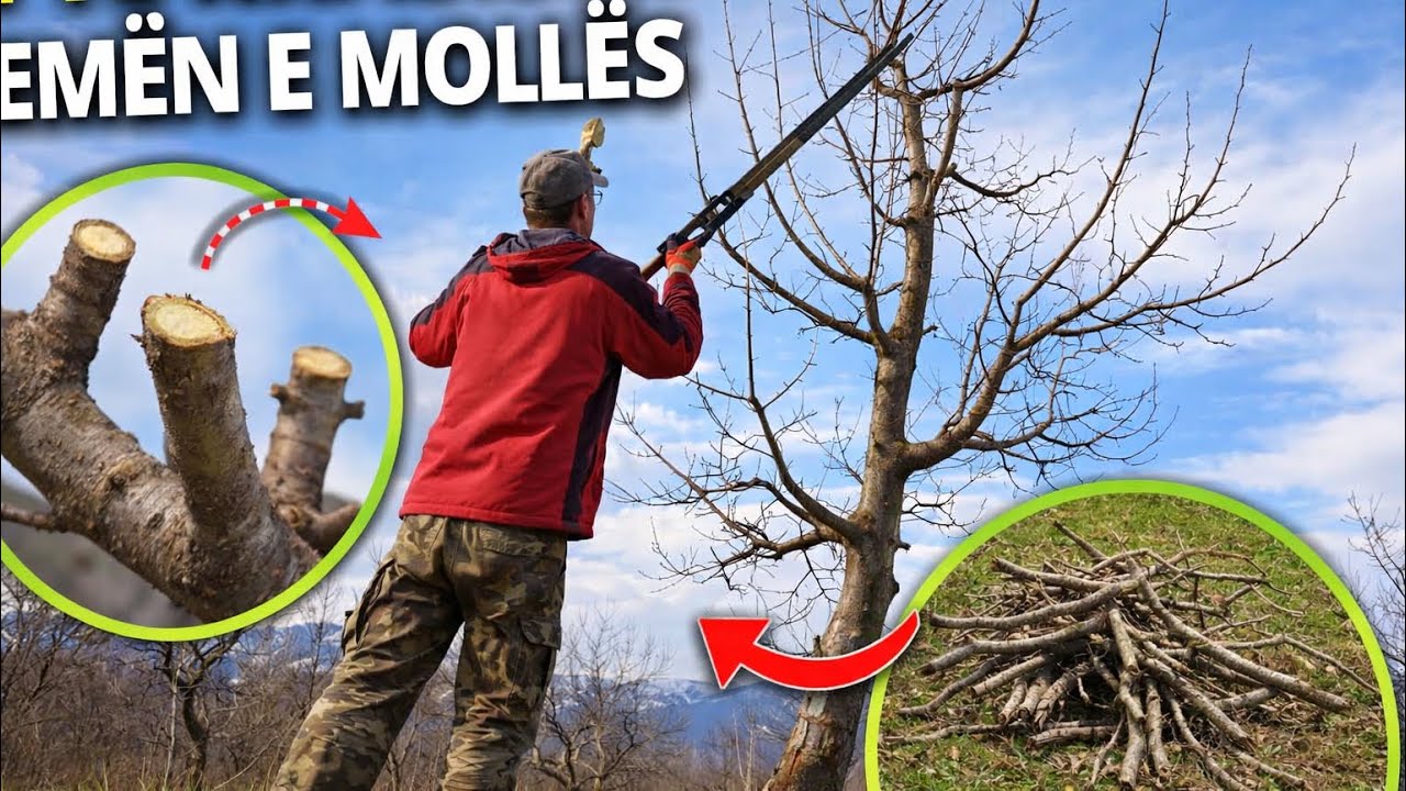 Krasitja e molles shkurt 2026 