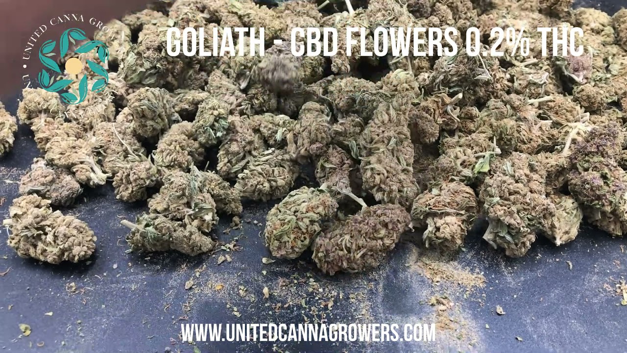 Goliath cbd - below 0.2% THC - High quality CBD flowers