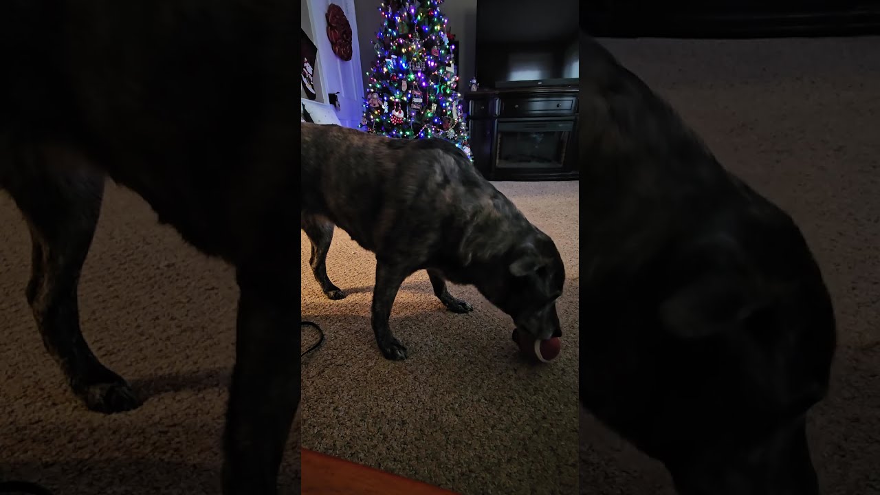 Playtime with a Santa Squeaky toy 