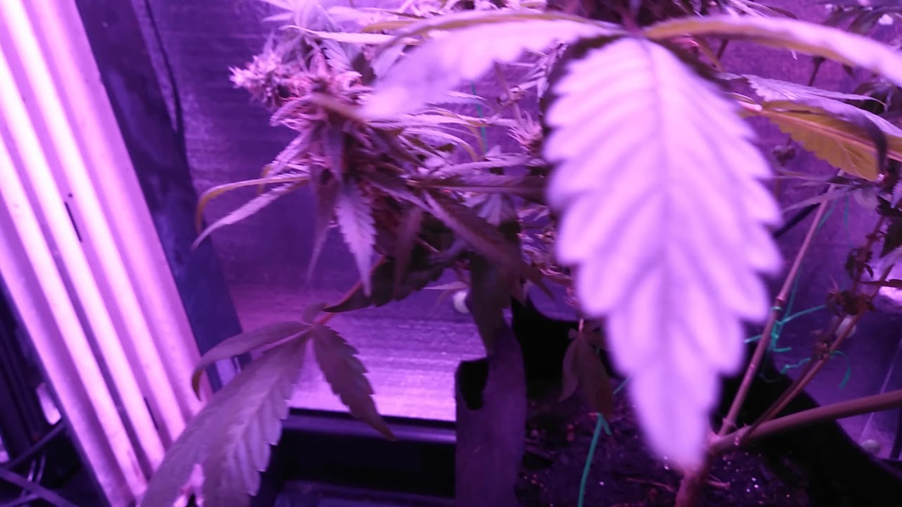 KING LED 1200 watt Chocolate Chunk gonna finish with a bang!!