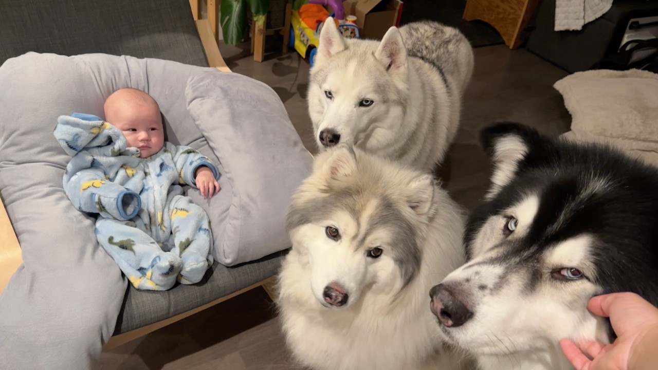 Sweet baby and puppies moments at home