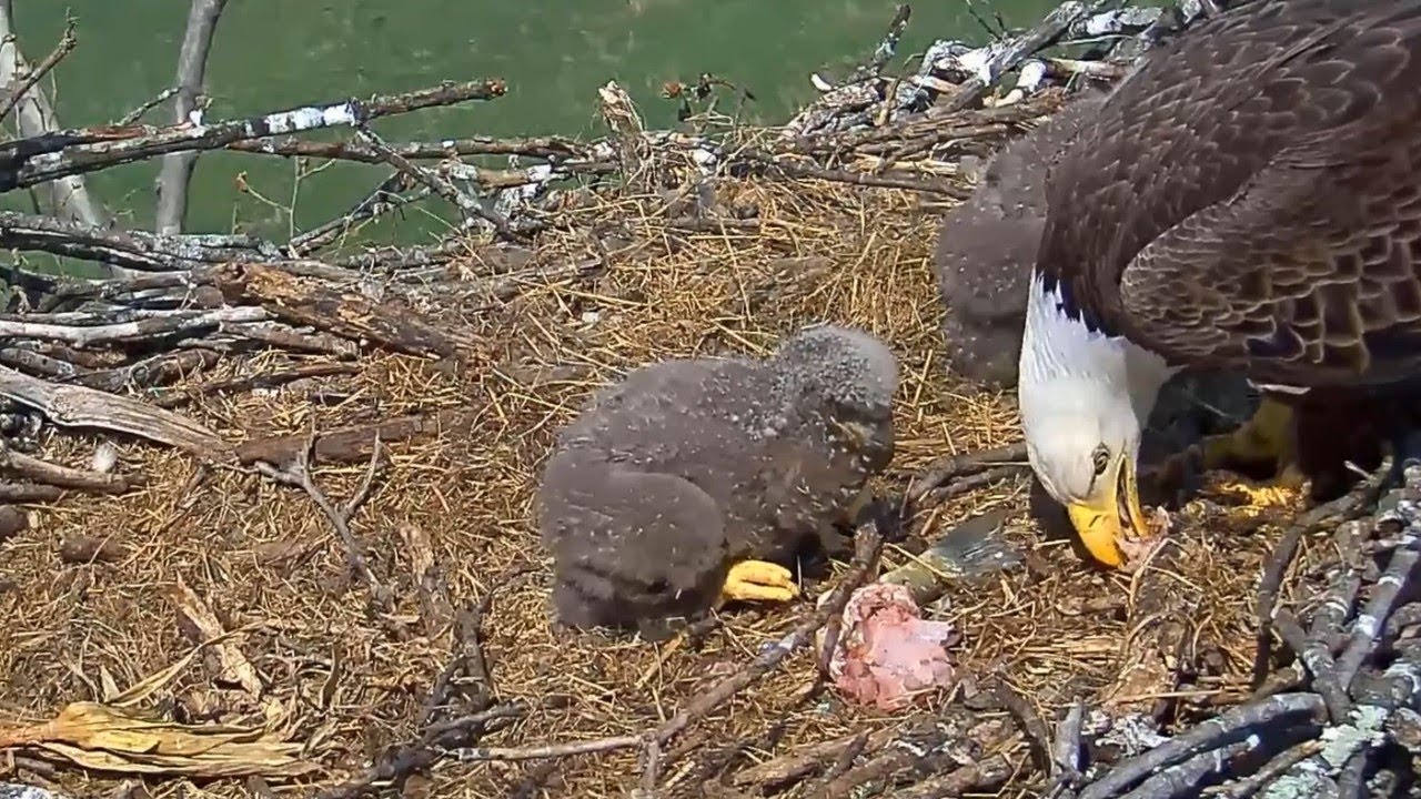 #baldeagle SE3#93 Review birds life in their nest #birdsnest #birdsounds #birdslovers