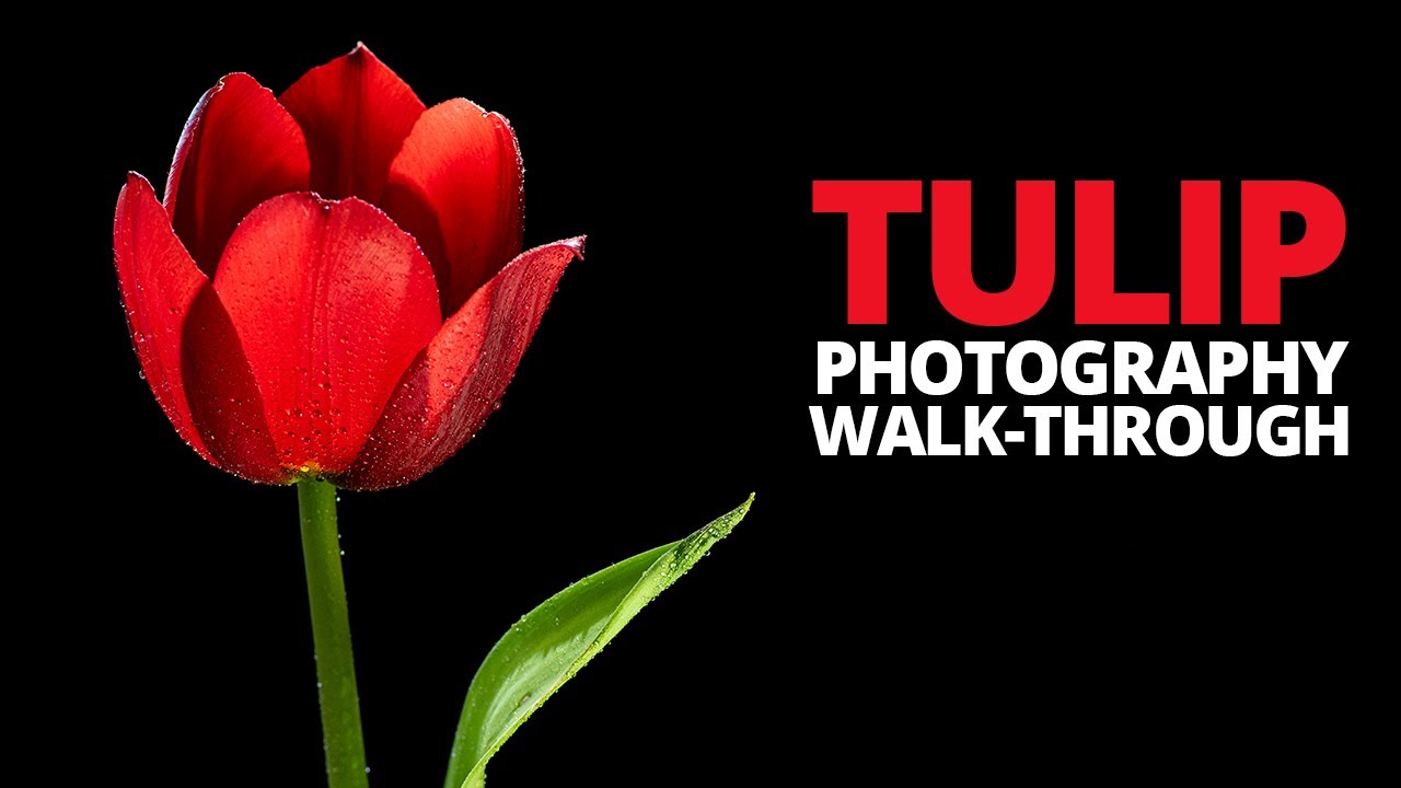 🌷 Простая фотография цветов, шаг за шагом.
