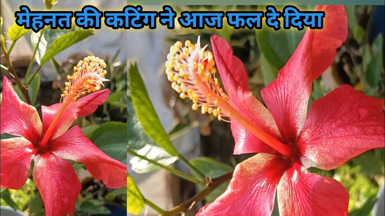 कैसे मुझे हाइब्रिड हिबिस्कस की कटिंग ने एक साल से पहले ही फल दे दिया||#hibiscus #gardening 