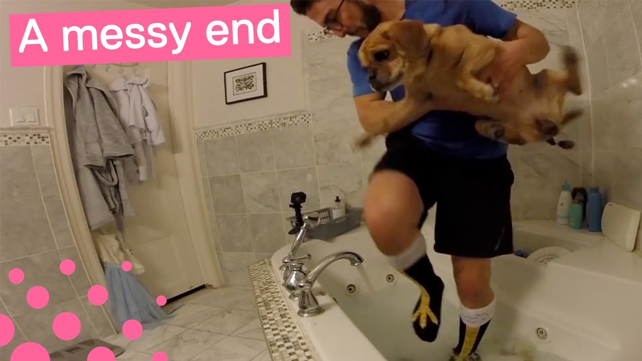 PARALYSED DOG'S WATER THERAPY GOES WRONG