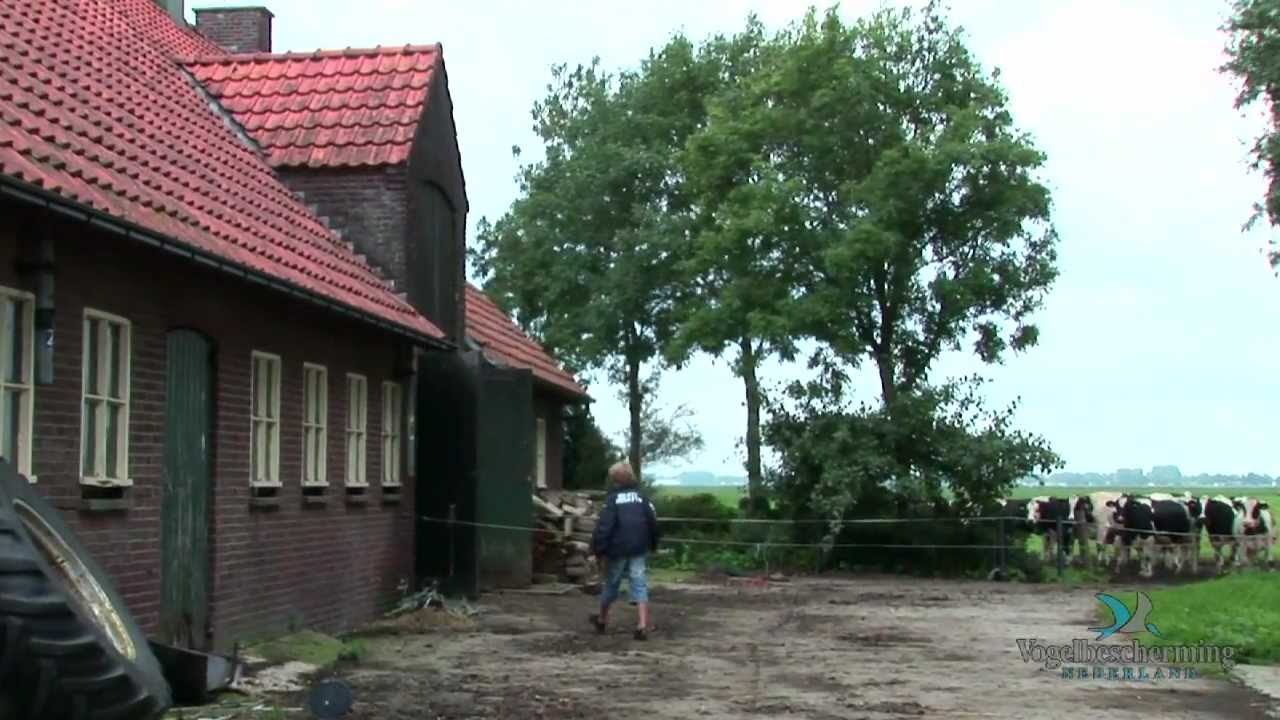 Ongeloofrijke reis van de boerenzwaluw