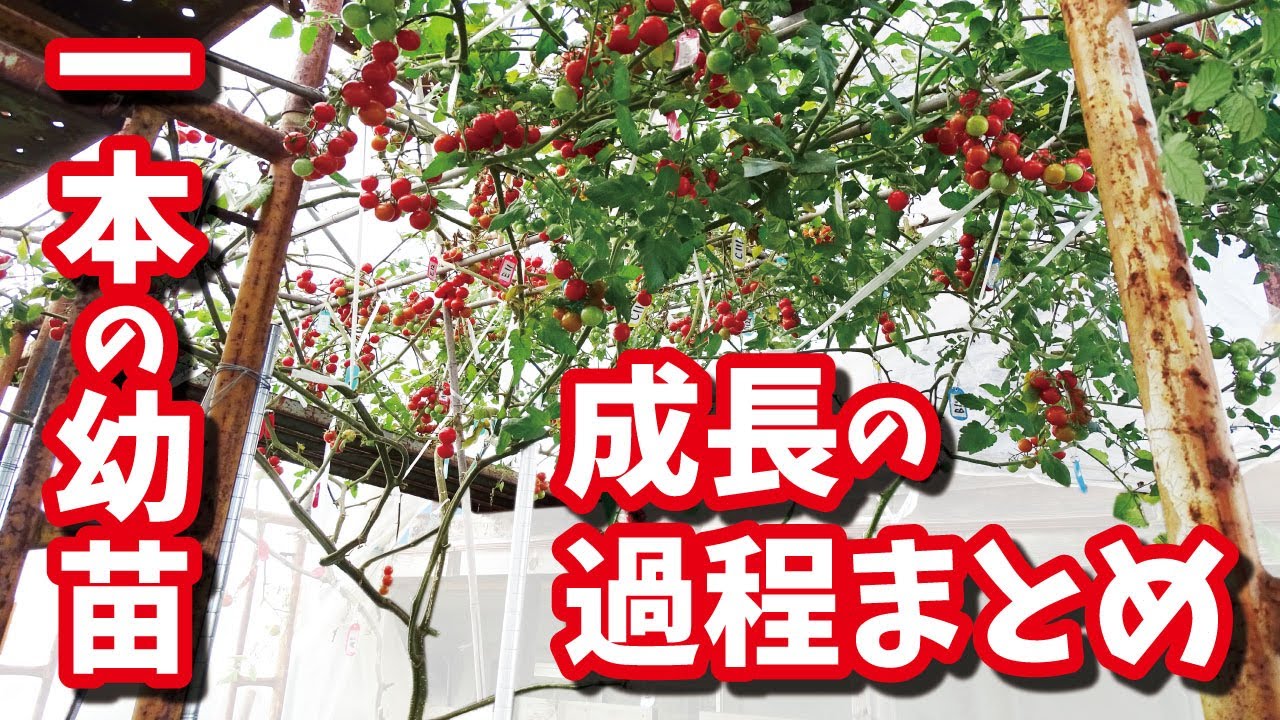 1本のミニトマト苗が巨大に成長し、1500個収穫するに至りました。成長過程をまとめます。