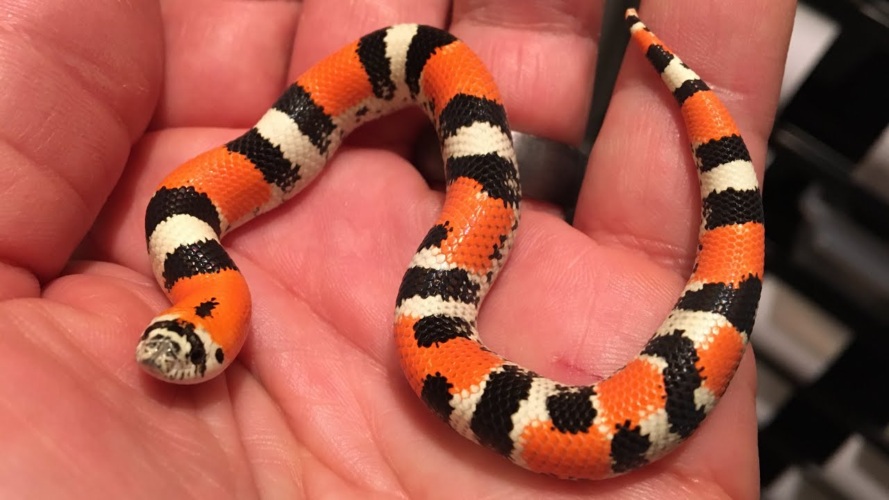 Tri-Colored Hognose A-Z