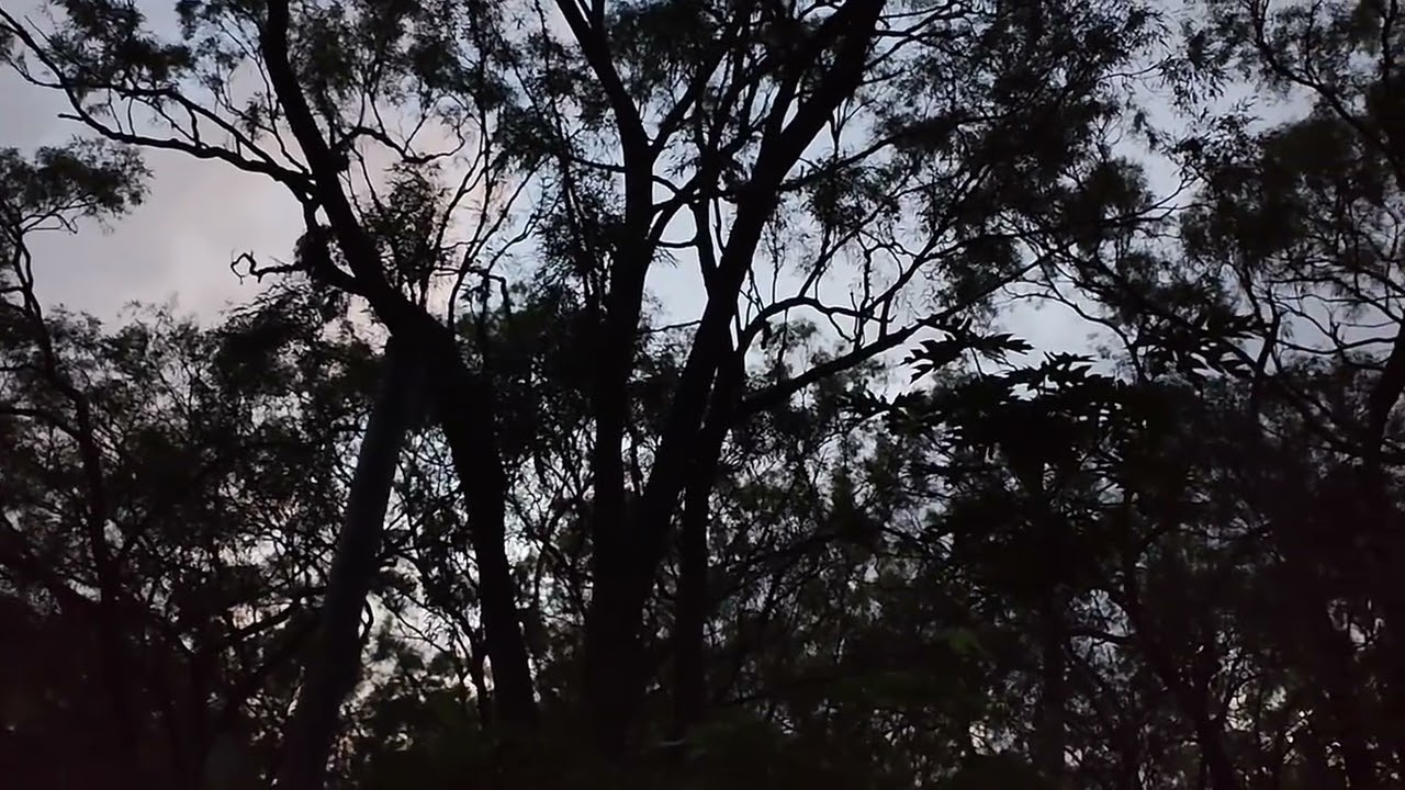Good morning from the ancient forest 