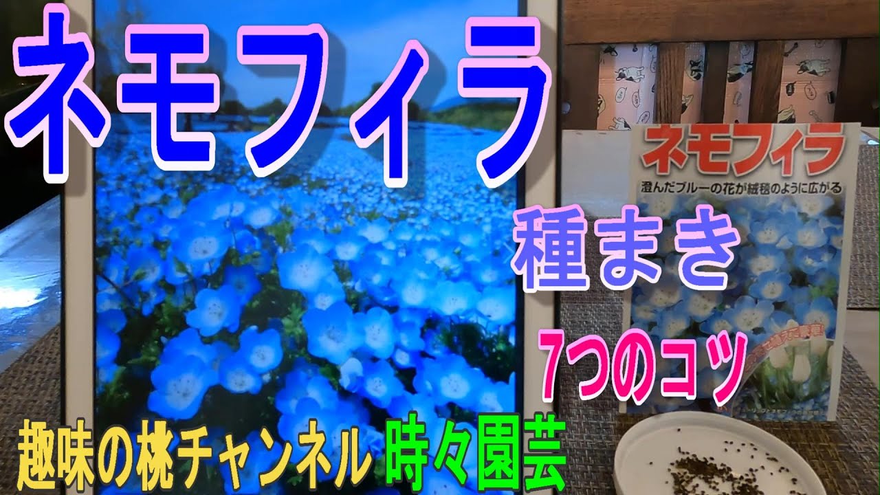 【ネモフィラ】種まき　7つのコツ　23/11/25
