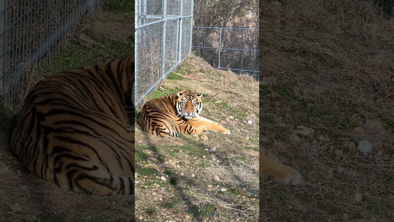Kimba Tiger Sunbathing  #cutecats #catvideos #cat #cats #cutecats