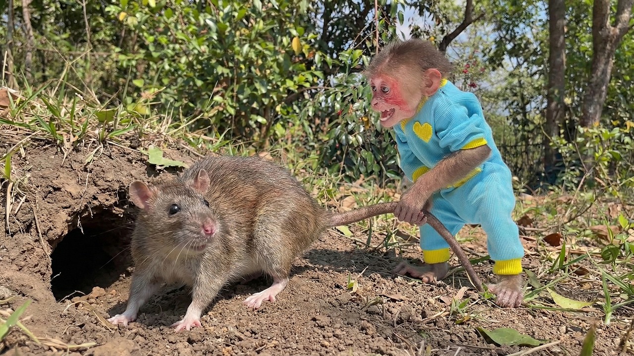 😮Moon the Monkey Got Stuck After a Mouse Lured Her Into the Dark