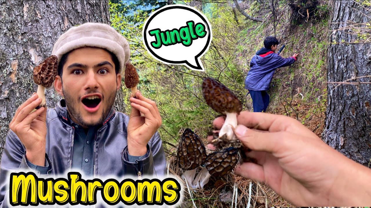 Wild Morel Mushroom Hunt Gone Wrong in Neelum Valley 😭 || ShowBoo
