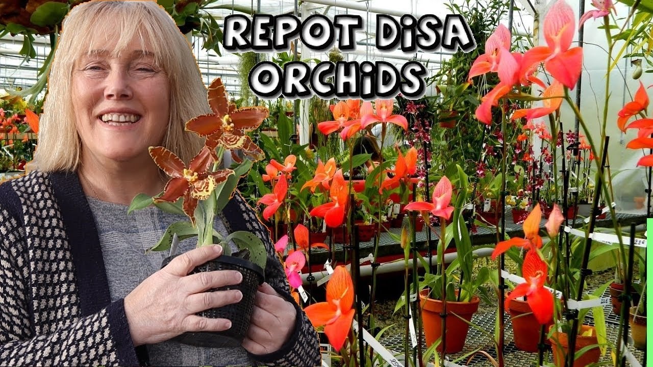 Disa Orchid Repot with Sphag || How to Grow Disas || Other Orchids in Bloom