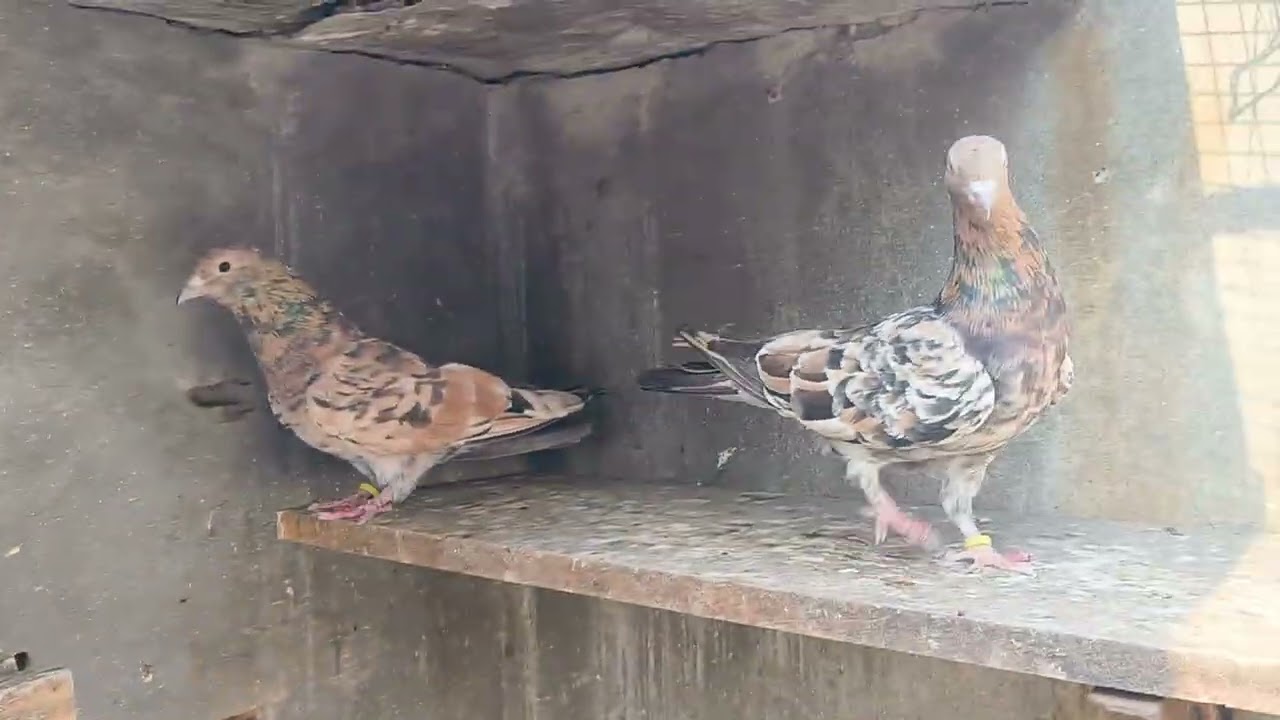 PURE RANGEEN KHATANG HIGH FLYER BREEDING PAIR FOR SALE 13/11/2025