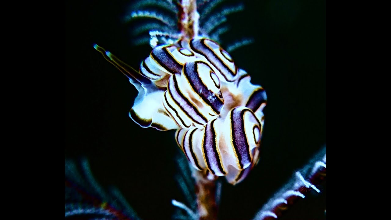 Bali - Nacktschnecken von Tulamben / Nudibranches of Tulamben, Melasti, Seraya, USAT Liberty