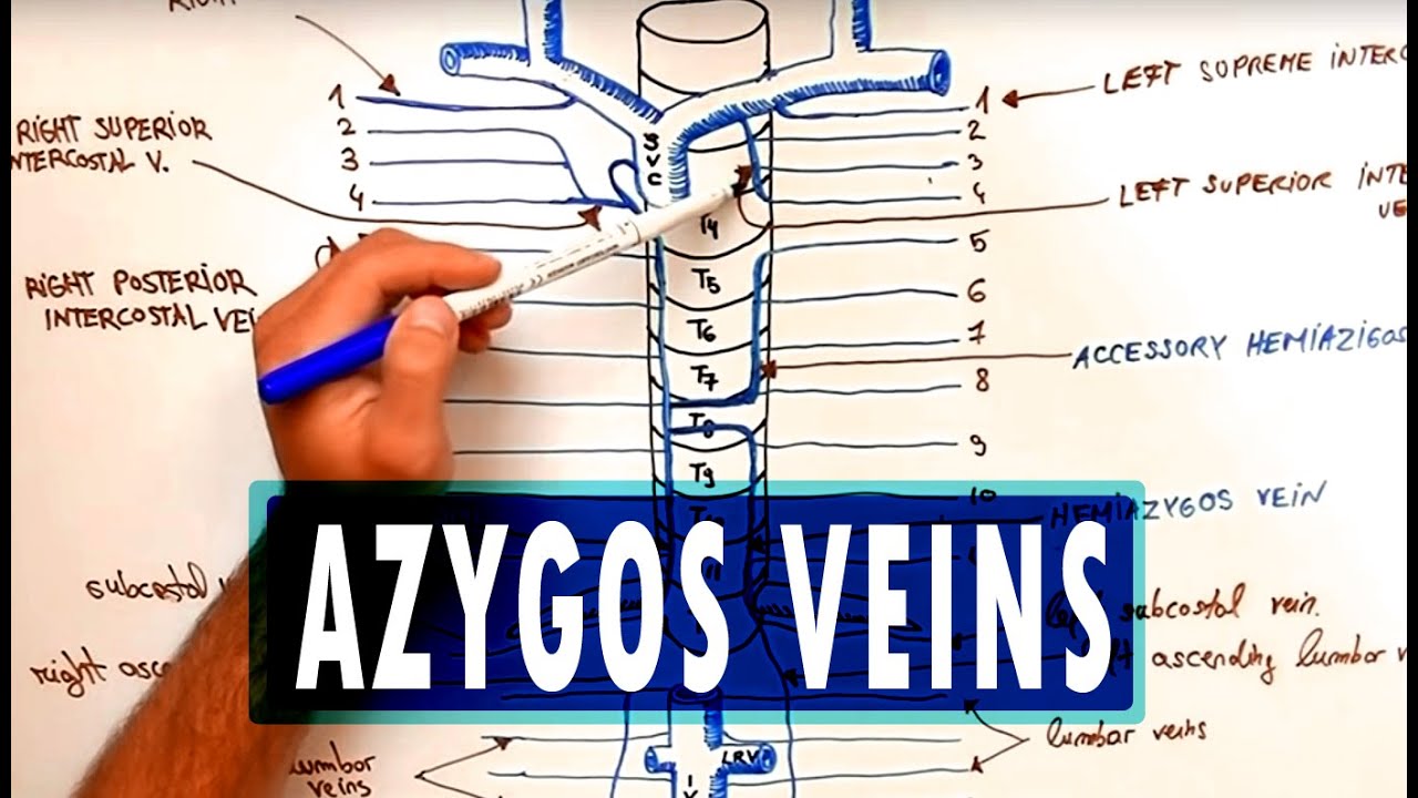 ANATOMY - Azygos Venous System