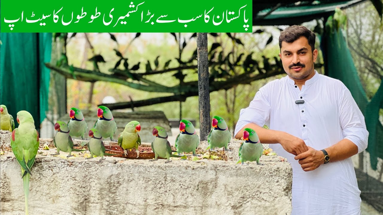Biggest Alexandrine Parrot Setup in Pakistan | Pahari Toty | Raw Parrot Setup | Kashmiri toty
