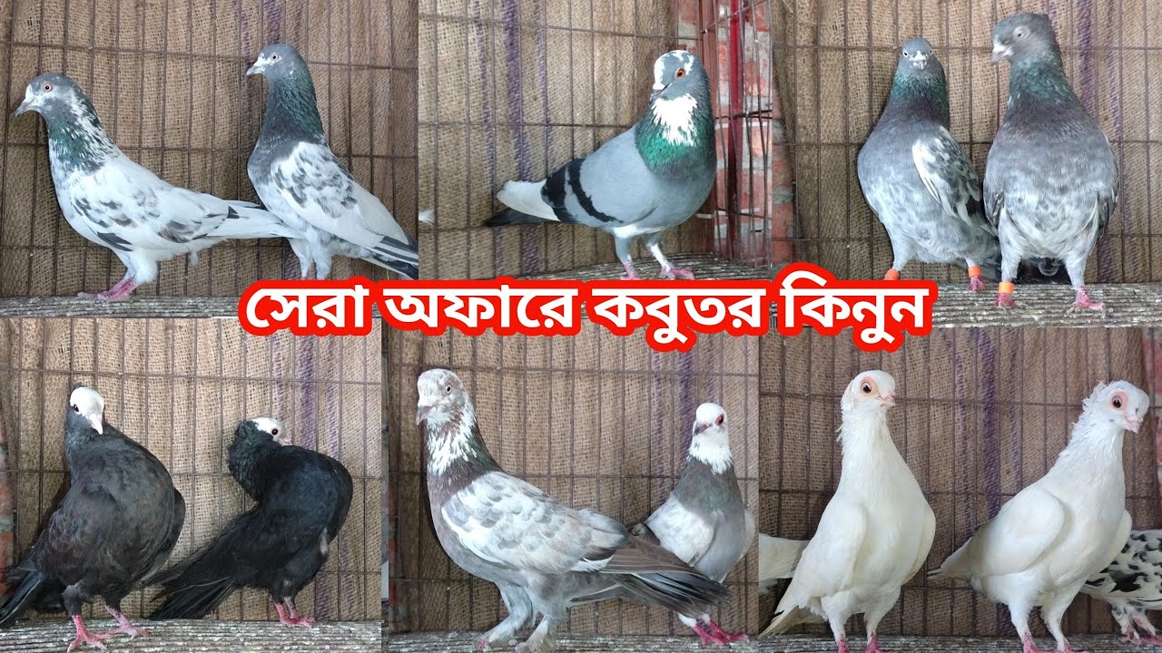 সেরা অফারে সেরা মানের কবুতর কিনুন আজই||রেজা কবুতর ঘর বগুড়া||কবুতরের দাম দর-২০২৬||Pegion pricebd-26||