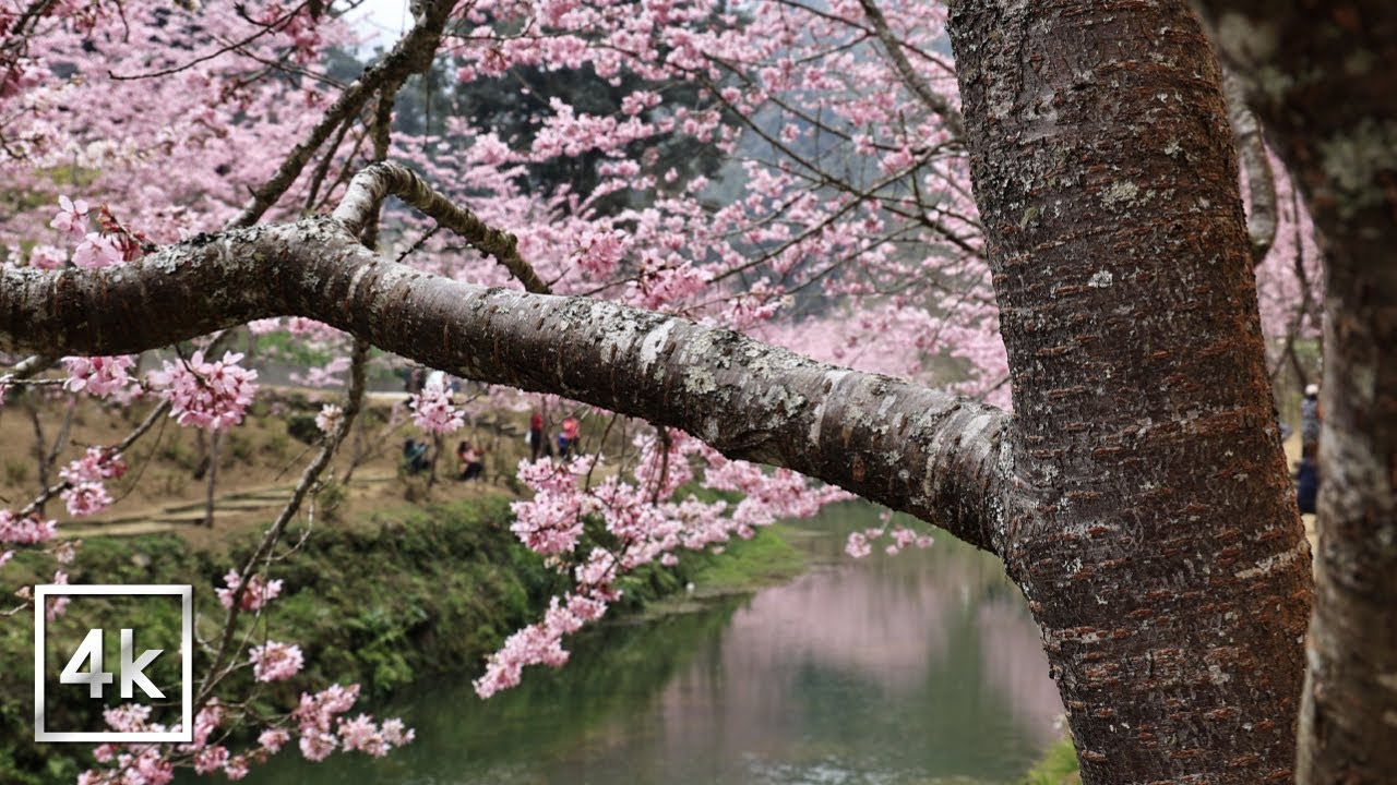 杉林溪 櫻花季  台灣 ‖ TAIWAN cherryblossoms