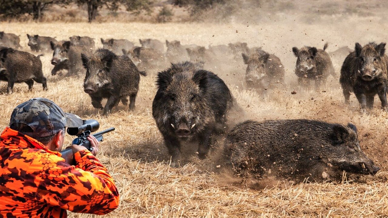 Unerwartete Wildschweinjagd auf weiten Feldern &ndash; eine extrem spannende Verfolgung