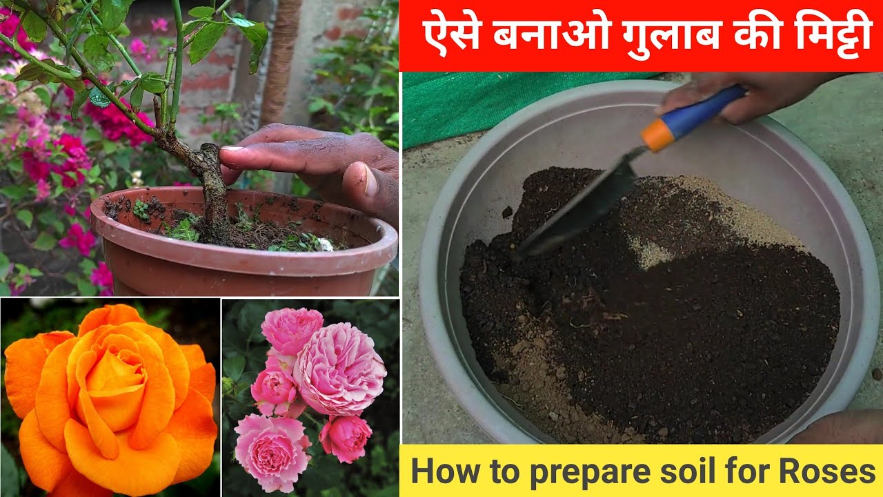 सही मिट्टी में लगाओ गुलाब नही मरेगा | How to prepare soil for Roses