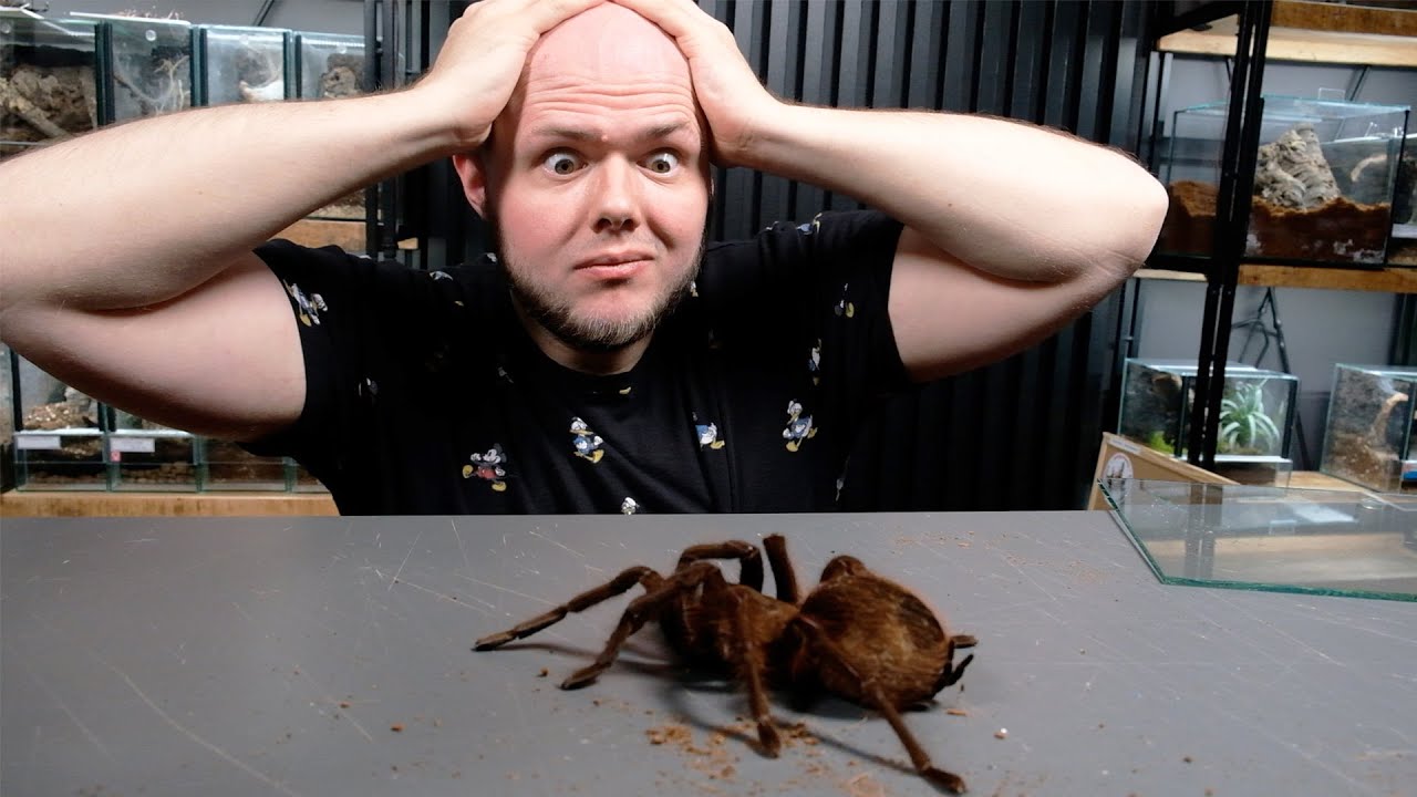 САМЫЙ БОЛЬШОЙ ПАУК В МИРЕ!