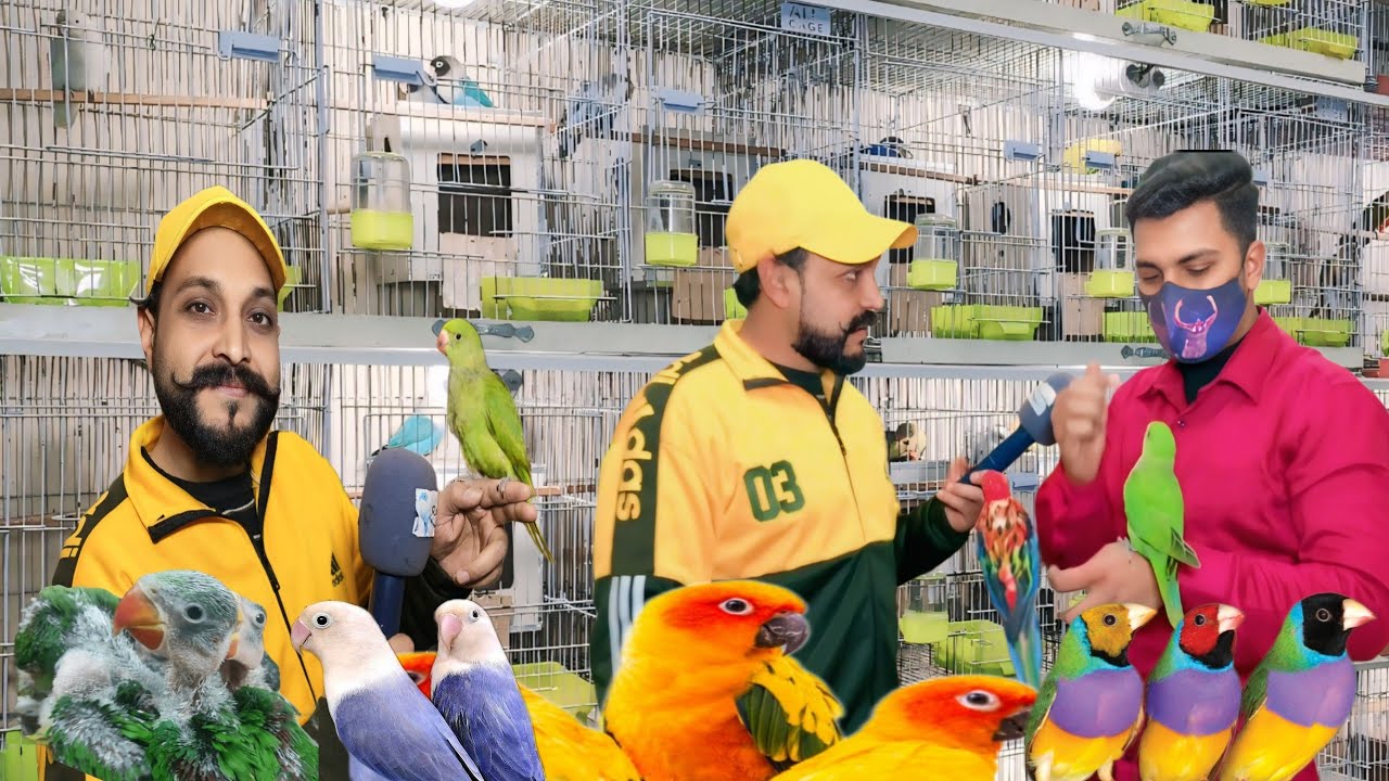 Faizan Bhai ki A Gai Deals🥳|| Apky Lia Bht hi Sasty Sasty Birds😍|| Big Discount 🔥