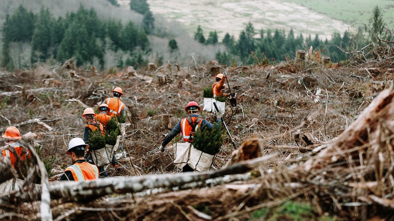 Planting Millions of Trees Per-Year: How Rayonier Replants In the U.S. South and Pacific Northwest