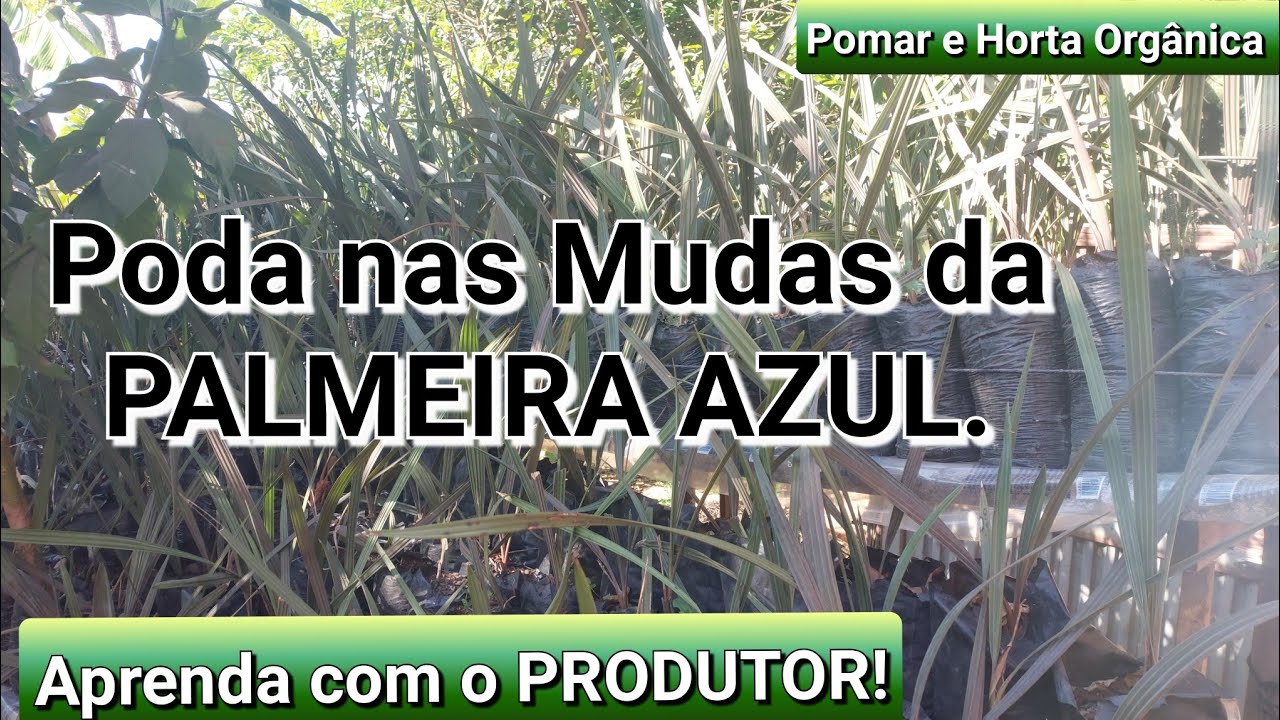 Poda nas Mudas PALMEIRA AZUL. Aprenda com o Produtor. Bismarckia Nobilis#