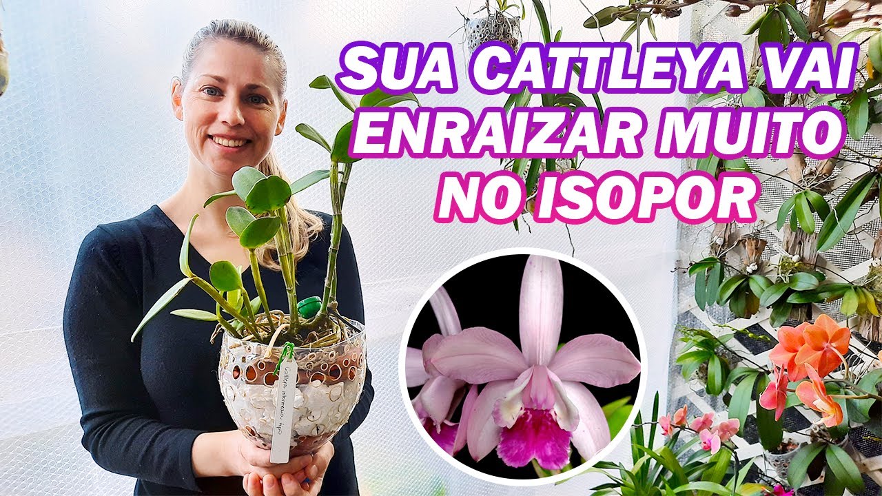 Replante de Orquídea Cattleya na Semi Hidroponia com Isopor