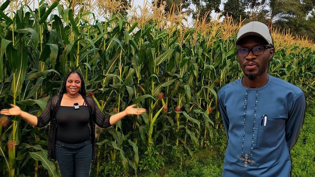 HE LEFT AMERICA TO NIGERIA AND NOW OWNS OVER 500 PLOTS OF MAIZE AND CASSAVA FARM, GARRI FACTORY 🇳🇬