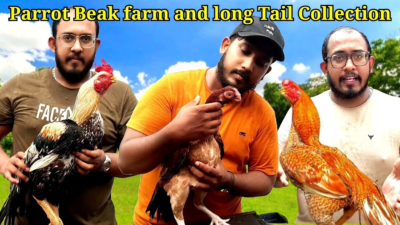 Parrot beak long tail Aseel Rooster Collection – Safe Breeding Secrets 🦜🐓 | Favorite Pet Book