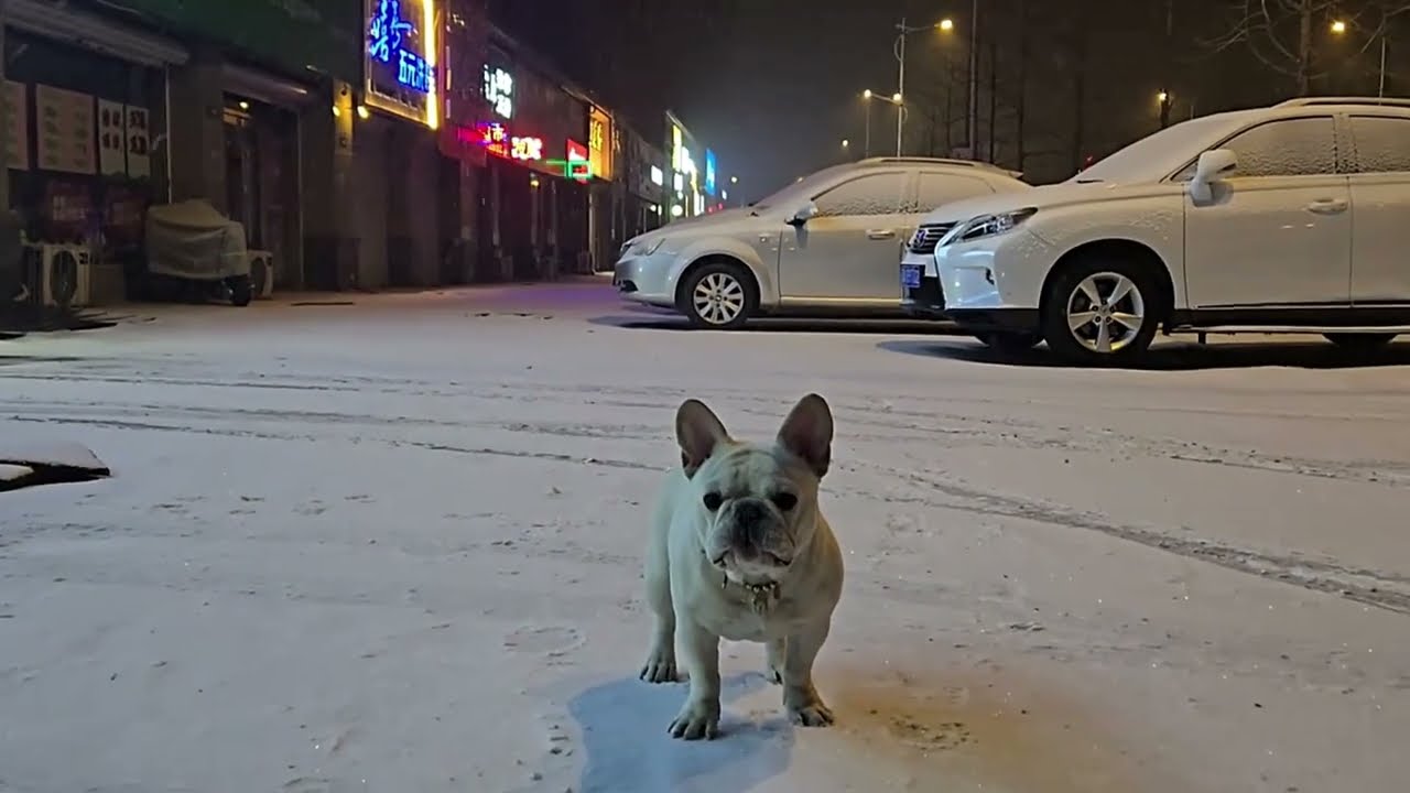 Frenchie’s First Snow Adventure! ❄️🥹