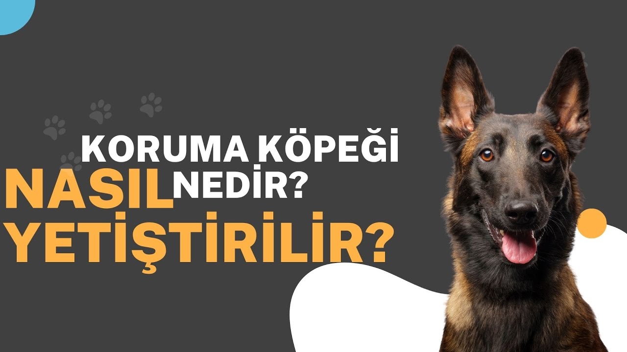 Koruma Köpeği Nedir? Nasıl Yetiştirilir?