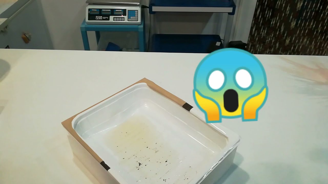 Rubrica n1 Come conservare l'arenicola