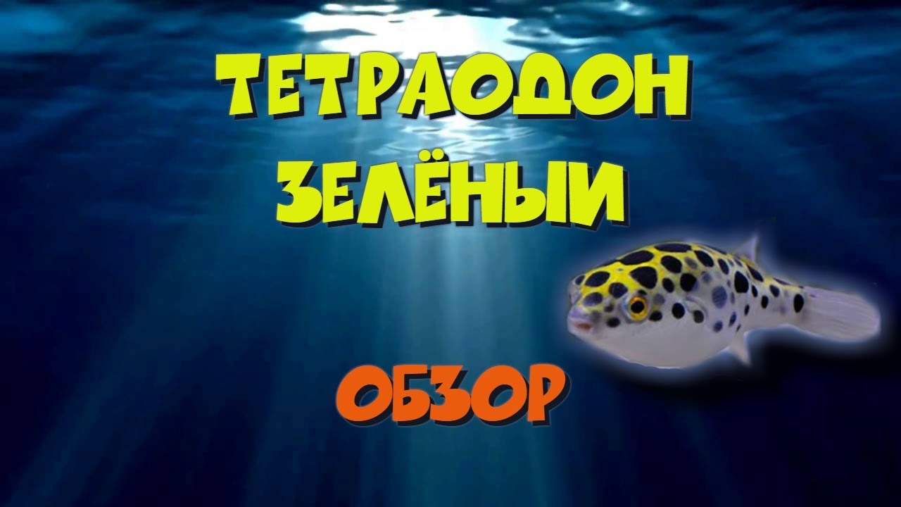 Тетраодон зеленый. Tetraodon nigroviridis