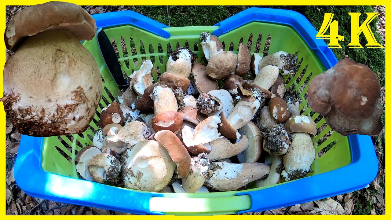 Steinpilze finden, Steinpilze erkennen, Steinpilze sammeln - Sommersteinpilze im Mischwald - 4K