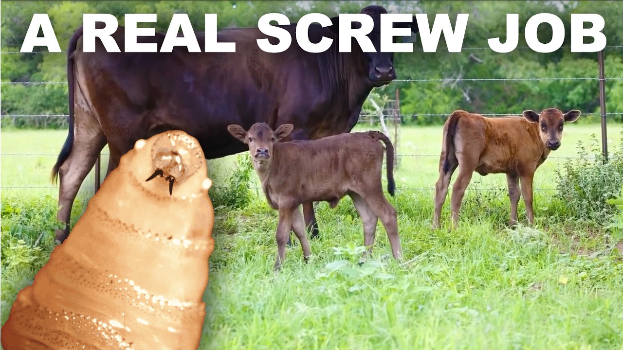 Why screwworm is coming for your beef
