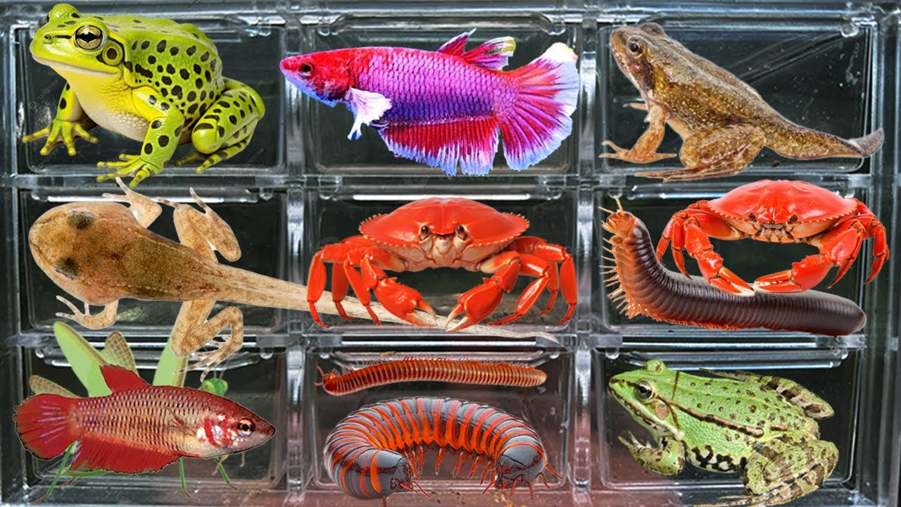 I Catching Stranger insects in the Countryside, I Got Betta fish, Tadpoles, Frog, Crad, Spider