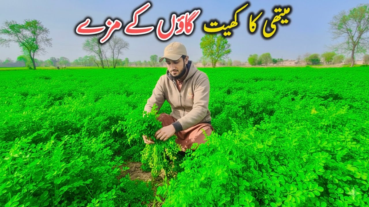 میتھی کا کھیت گاؤں کے مزے