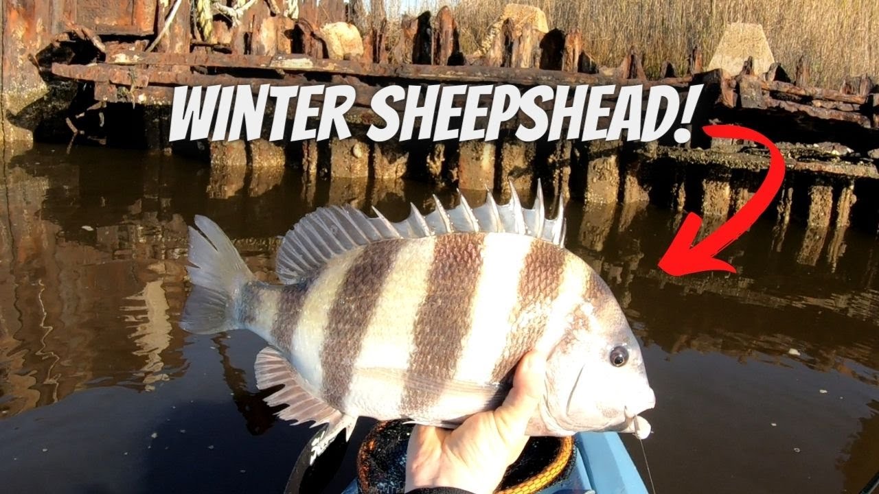Winter Kayak Fishing for Big Sheepshead