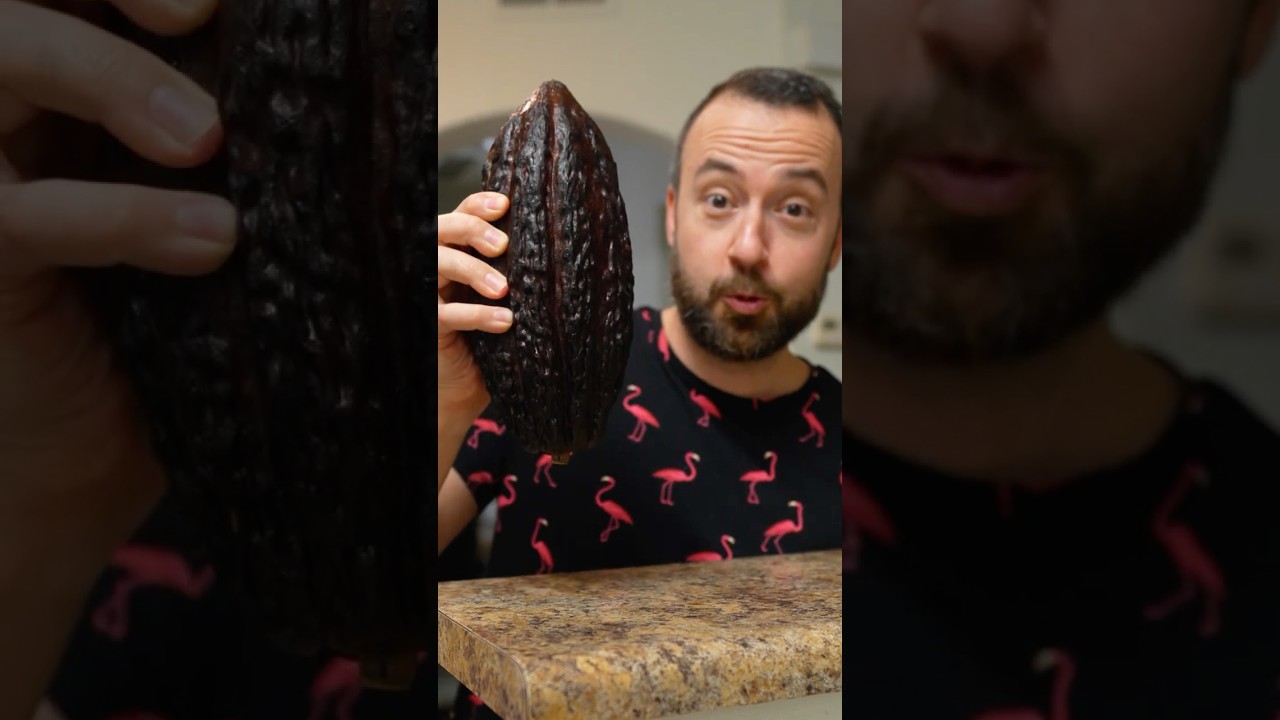 Kakao Meyvesinden &Ccedil;ikolata Yapmak