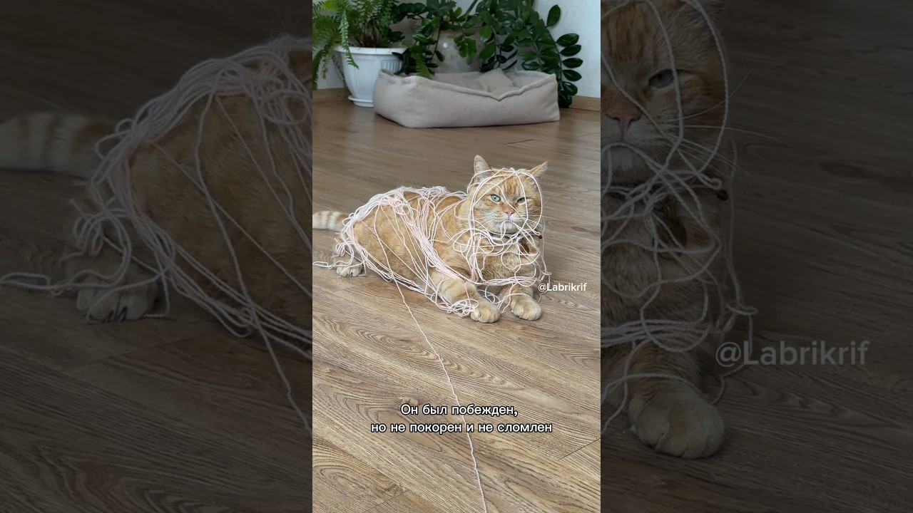 Game over - получается? #cat #веселыекоты #рыжийкот #кот #видосыоткота #котики #животные