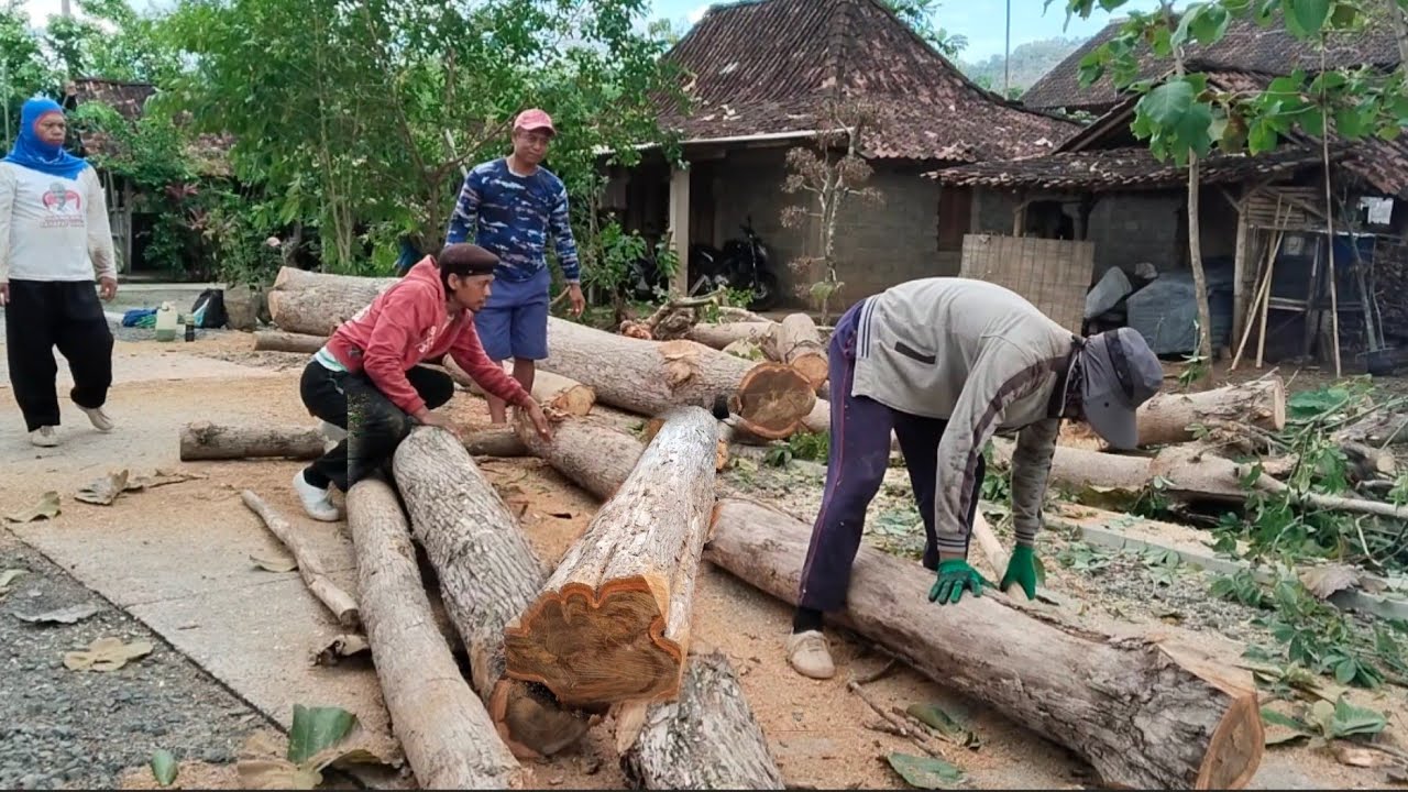 Murah tapi menegangkan..!!!..tebang pohon jati di depan rumah seharga  5 juta 