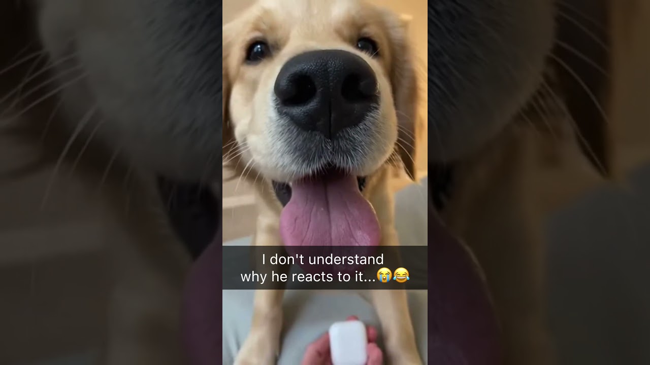 What is the cutest or strangest trigger your pet has?